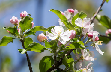 flowers on the fruit tree in nature