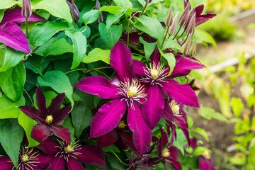 Purple clematis in the garden - obrazy, fototapety, plakaty