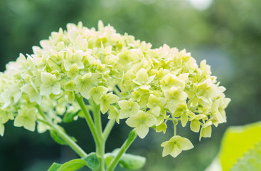 Hydrangea in the garden