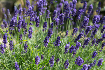 Garden with the flourishing lavender