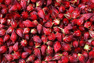 Hibiscus sabdariffa or roselle fruits © Swapan