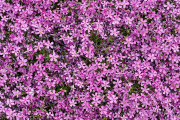 Aubrieta cultorum - pink or purple small flowers