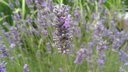 Lavendel