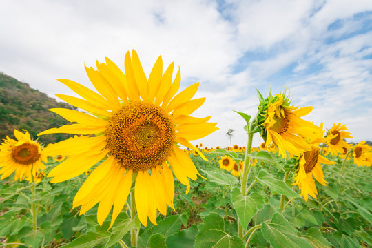 Beautiful landscape of sunflower field with cloudy blue sky and green mountain background