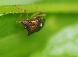 closeup nature insect on green leaf background