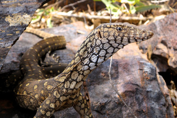 goanna, australia