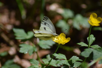 Schmetterling