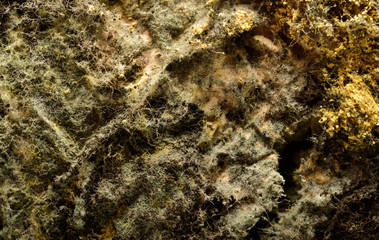 mold on bread, background
