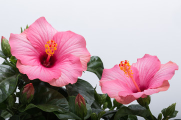 pink hibiscus flower isolated on white background © wjarek
