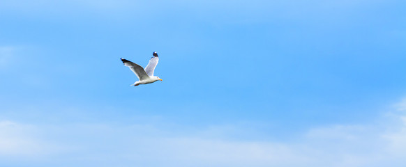 Flying seagull 