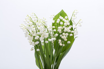 Lily of the Valley (Convallaria Majalis) isolated on white