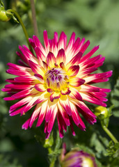 Dahlienblüte