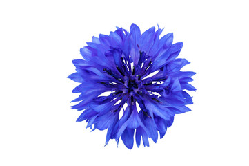 Cornflower blue on a white background