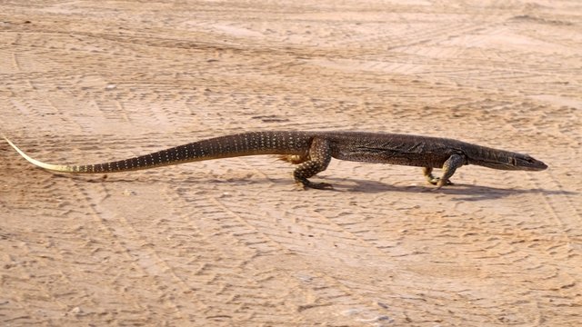 goanna, australia
