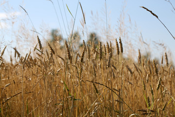 golden wheat in a farm field