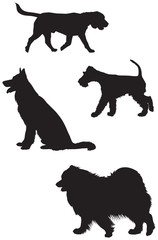 Beagle, German shepherd, Fox Terrier and Samoyed dog breed vector silhouettes
