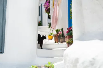 Fotobehang Black cat on the stairs of the house © smallredgirl