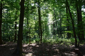 Obraz premium Wald Panorama mit Sonnenstrahlen