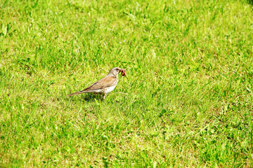 Bird with worm in beak over green grass background