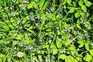 Obraz premium Wildflowers over green grass background
