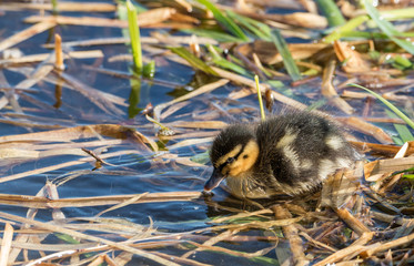 Cute Mallard Duckling