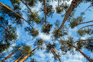beautiful pine forest on the sky background