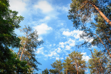 Obraz premium beautiful pine forest on the sky background