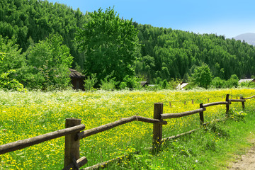 Fototapeta na wymiar Wooden fence along beautiful meadow over mountain with grove of green trees