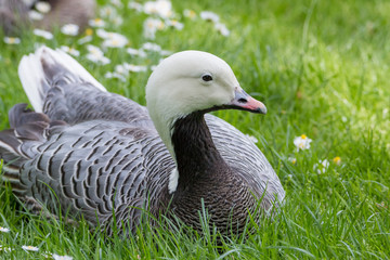 Magellan Goose portrait