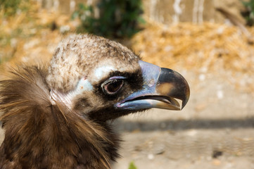 vulture
