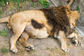 fat lion