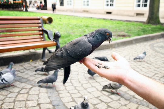 Young man feed pigeons outdoors