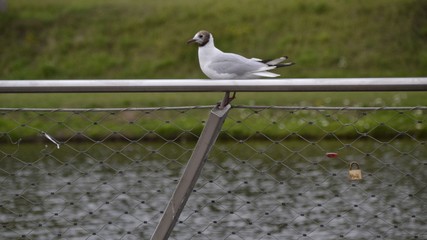 Seagull on a fence