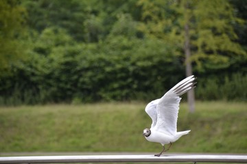 Seagull on a fence
