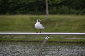 Seagull on a fence