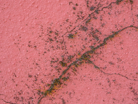 Red plaster damaged by mold