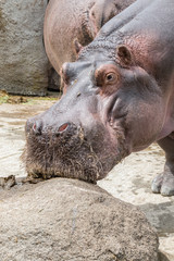 Hippo portrait frontal