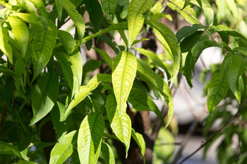 green leaves on the tree in nature