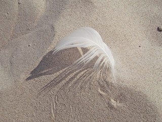 Die Feder im Sand