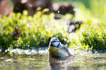 Fototapeta premium Eurasian blue tit in tree