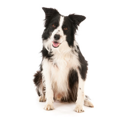 Border collie