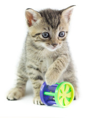 Tenero gattino con il suo giochino