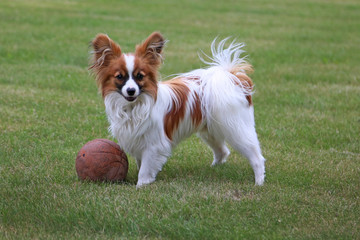 Papillon Hund