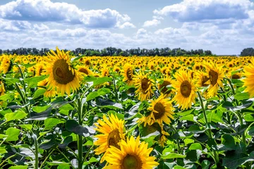 Papier peint photo autocollant rond Tournesol sunflowers