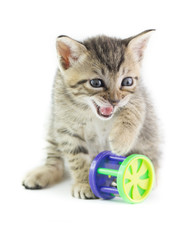 Obraz premium Piccolo micio che soffia con giochino colorato