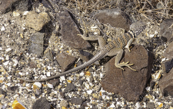 Desert Collard Lizard