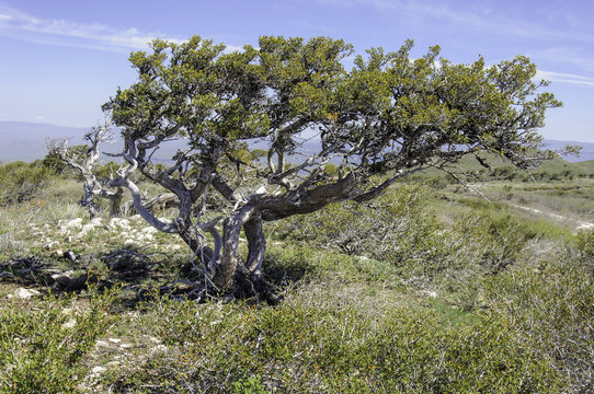 Old Curlleaf Mountain-Mahogany Tree