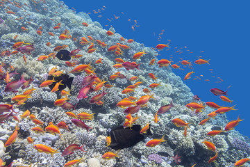 coral reef with fishes Anthias in tropical sea, underwater