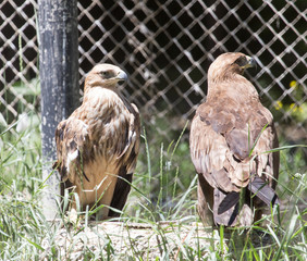 Portrait of an eagle in nature