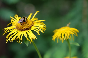 bumblebee on flower